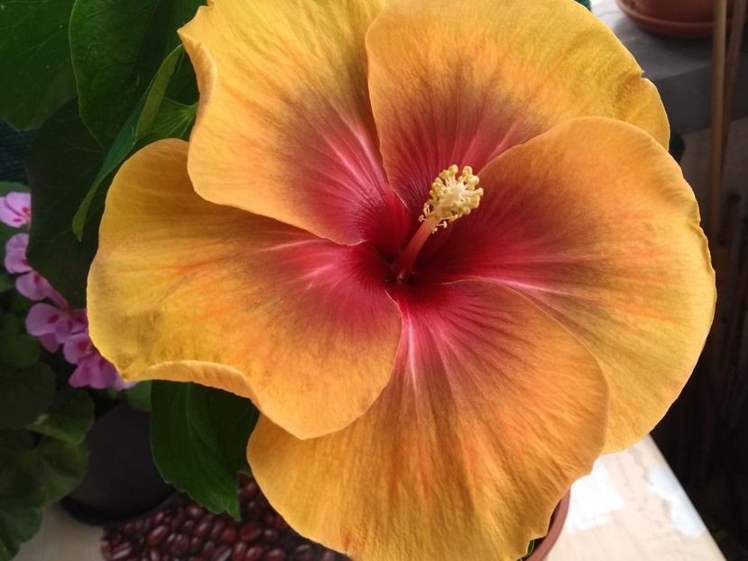  - Tahitian Dark Congo