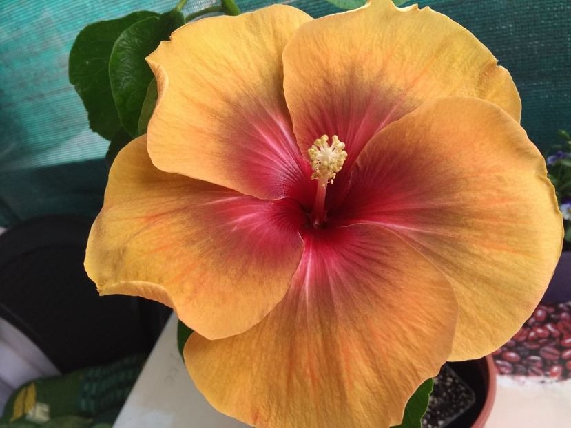  - Tahitian Dark Congo