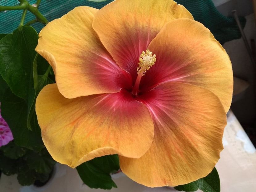  - Tahitian Dark Congo