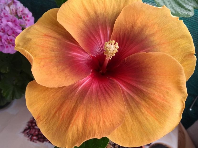  - Tahitian Dark Congo