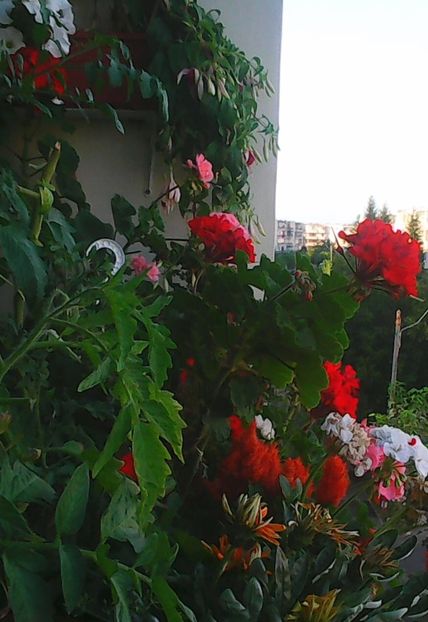 Nuovo_1_Photo9034 - Balconul meu 2018