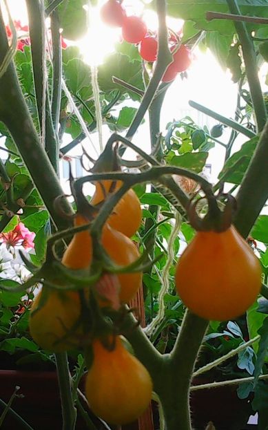 Nuovo_1_Photo9036 - Balconul meu 2018