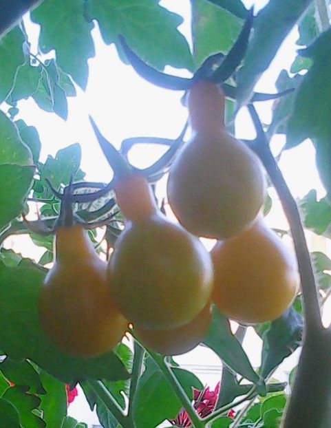 Nuovo_1_Photo9037 - Balconul meu 2018