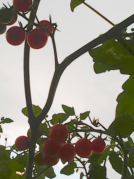 Nuovo_1_Photo9100 - Balconul meu 2018