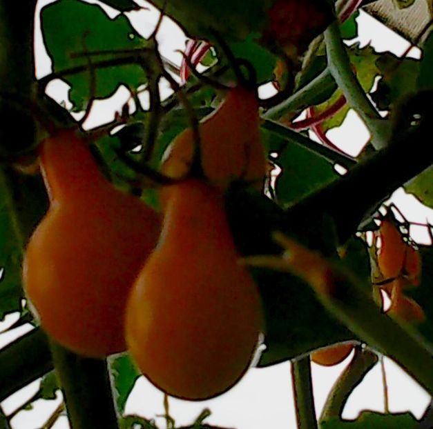 Nuovo_1_Photo9104 - Balconul meu 2018