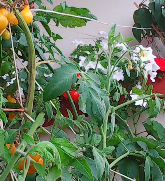 Nuovo_1_Photo9105 - Balconul meu 2018