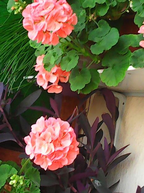 Nuovo_1_Photo9109 - Balconul meu 2018