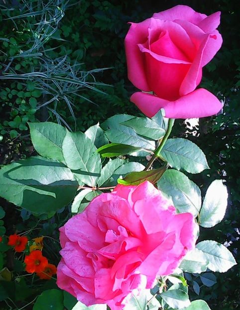 Nuovo_1_Photo9038 - Gradinuta mea 2018