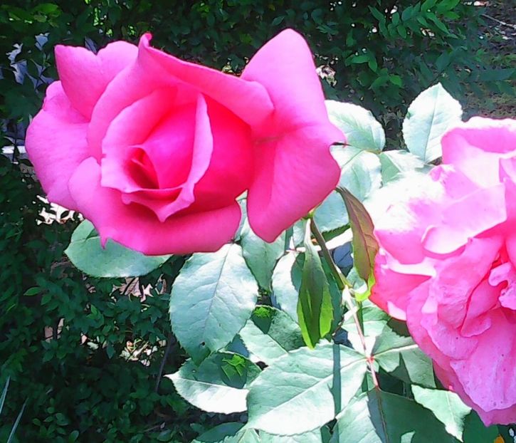 Nuovo_1_Photo9040 - Gradinuta mea 2018