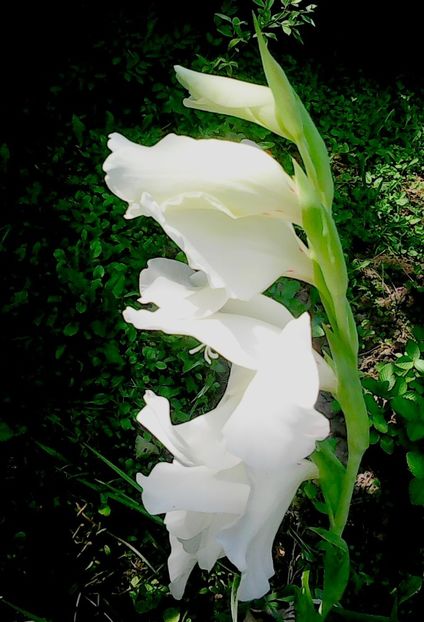 Nuovo_1_Photo9052 - Gradinuta mea 2018