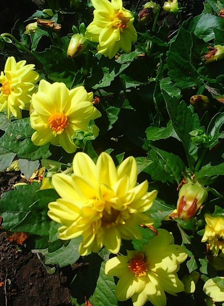 Nuovo_1_Photo9051 - Gradinuta mea 2018