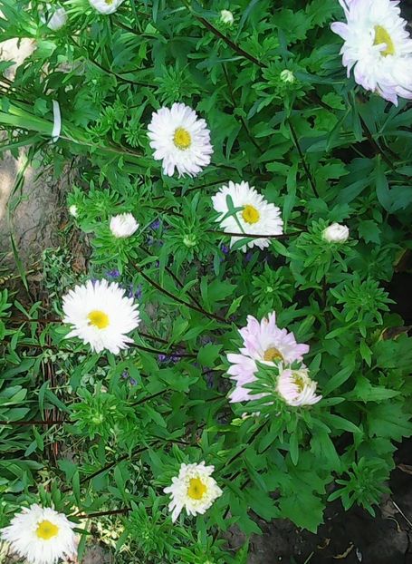 Nuovo_1_Photo9053 - Gradinuta mea 2018