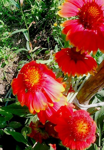 Nuovo_1_Photo9062 - Gradinuta mea 2018