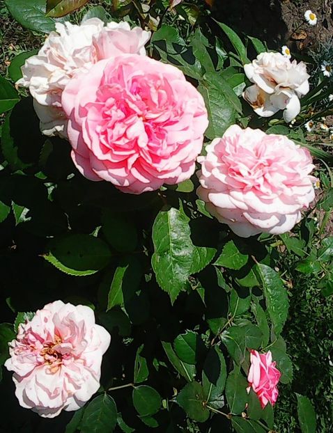 Nuovo_1_Photo9129 - Gradinuta mea 2018