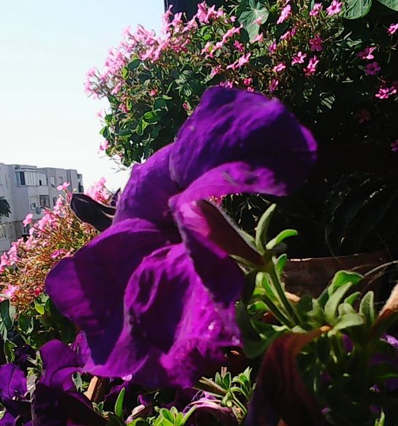 Nuovo_1_Photo9154 - Balconul meu 2018