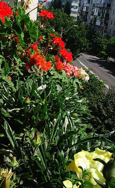 Nuovo_1_Photo9156 - Balconul meu 2018