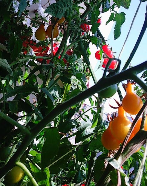 Nuovo_1_Photo9158 - Balconul meu 2018