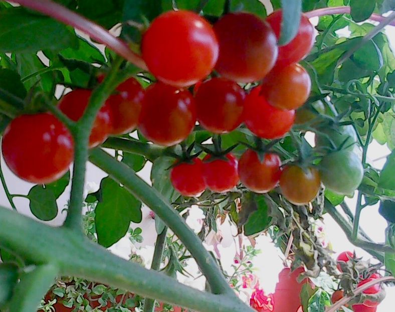 Nuovo_1_Photo9160 - Balconul meu 2018