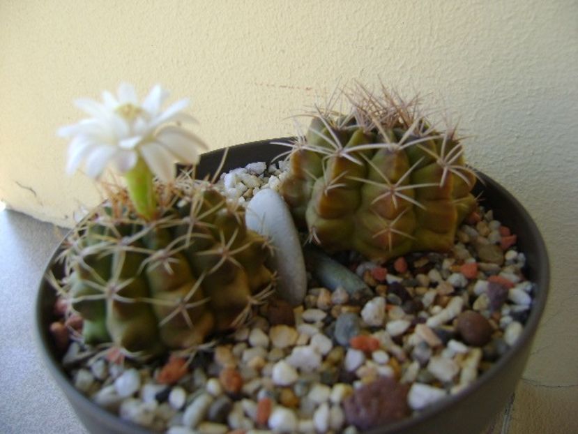 Gymnocalycium damsii v. tucavocense - Cactusi 2018 Gymnocalycium