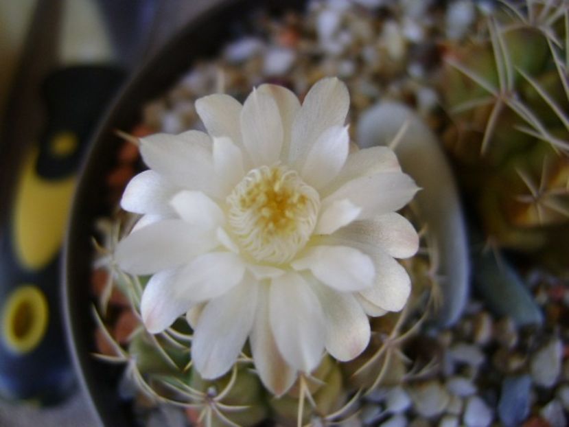 Gymnocalycium damsii v. tucavocense - Cactusi 2018 Gymnocalycium