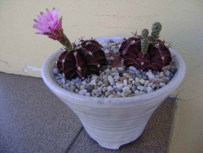 Gymnocalycium friedrichii, 2 ex. - Cactusi 2018 Gymnocalycium