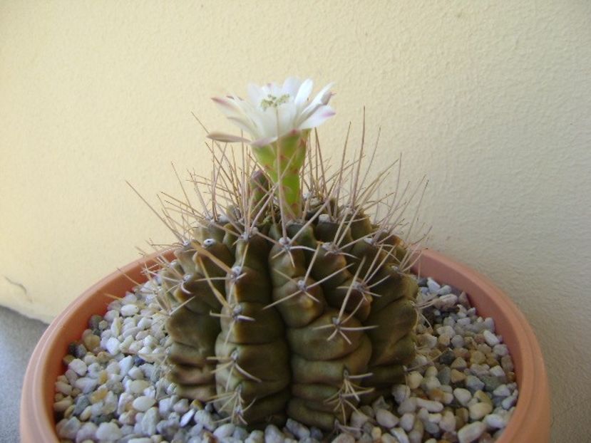 Gymnocalycium mihanovichii - Cactusi 2018 Gymnocalycium