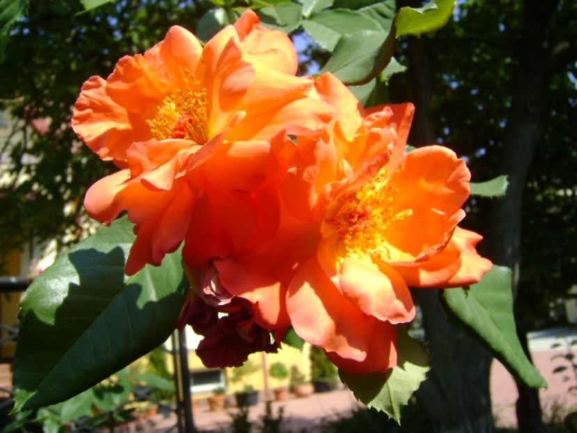 Trandafiri - r Vara 2016-2017-2018-2019