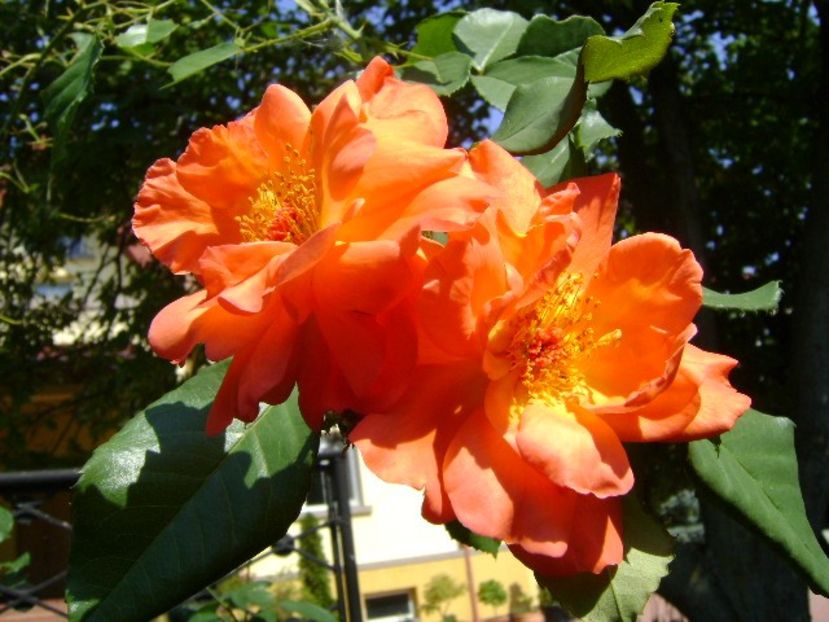 Trandafiri - r Vara 2016-2017-2018-2019