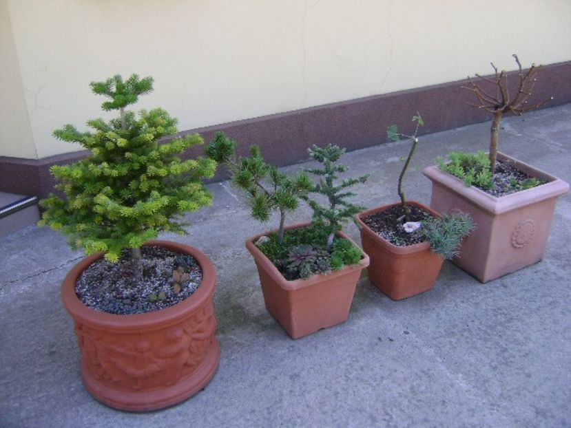 Copacei dupa tunsoare - r Vara 2016-2017-2018-2019