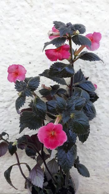  - R18 Tropical Punch - renuntat