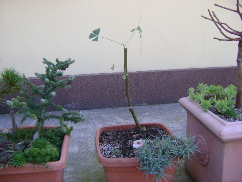 Salcam galben - Bonsai si prebonsai 2018-2020