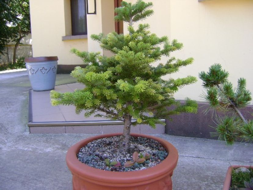 Brad corean - Bonsai si prebonsai 2018-2020