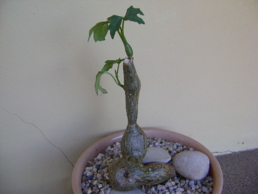 Cissus tuberosa - Caudiciforme si bulbi 2018