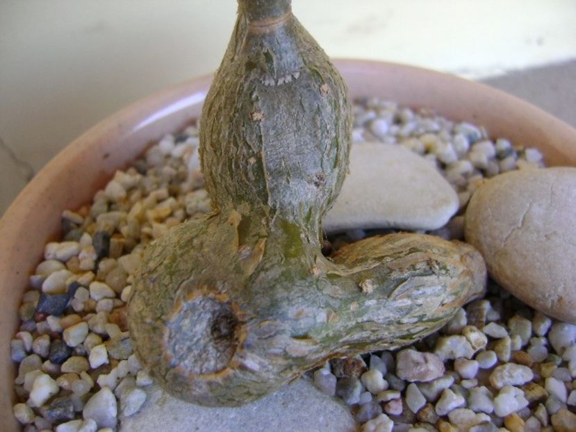 Cissus tuberosa - Caudiciforme si bulbi 2018