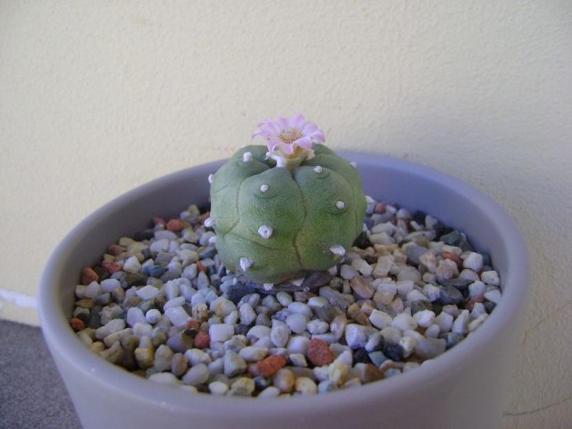 Lophophora williamsii v. jourdaniana - Cactusi 2018 continuare