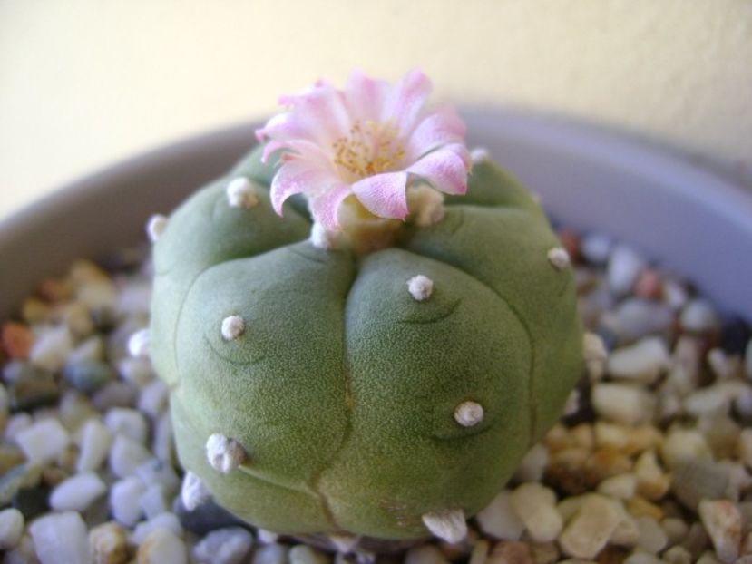 Lophophora williamsii v. jourdaniana - Cactusi 2018 continuare
