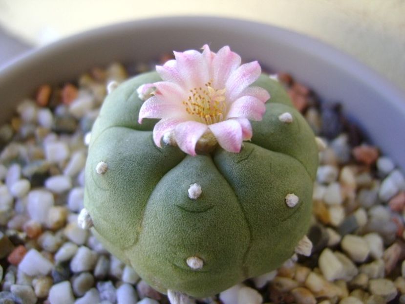 Lophophora williamsii v. jourdaniana - Cactusi 2018 continuare