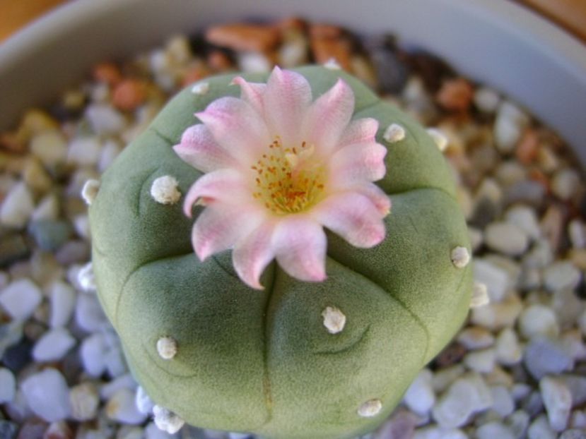 Lophophora williamsii v. jourdaniana - Cactusi 2018 continuare