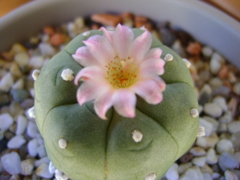 Lophophora williamsii v. jourdaniana - Cactusi 2018 continuare