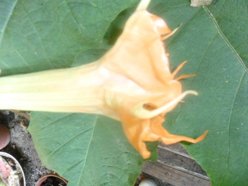  - brugmansii 2018 1