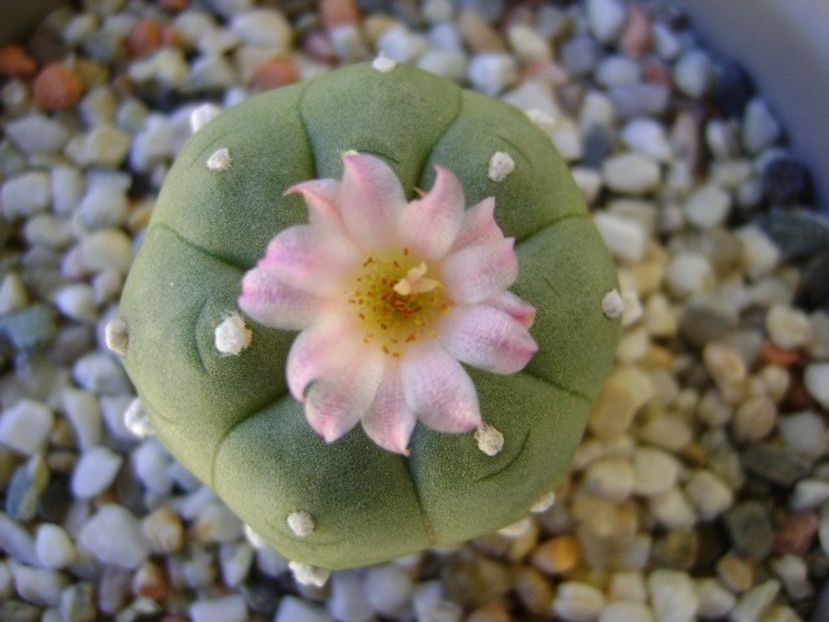 Lophophora williamsii v. jourdaniana - Cactusi 2018 continuare