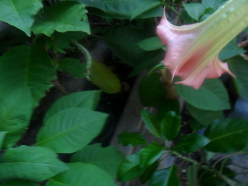  - brugmansii 2018 1