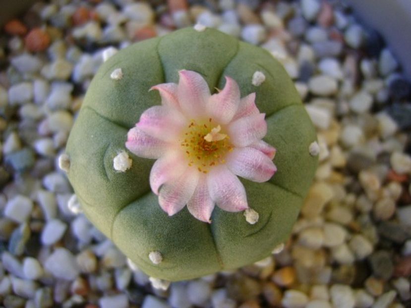 Lophophora williamsii v. jourdaniana - Cactusi 2018 continuare