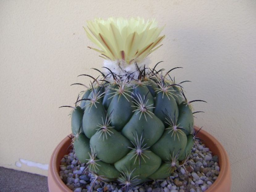 Coryphanta calipensis - Cactusi 2018 continuare