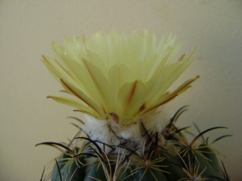 Coryphanta calipensis - Cactusi 2018 continuare
