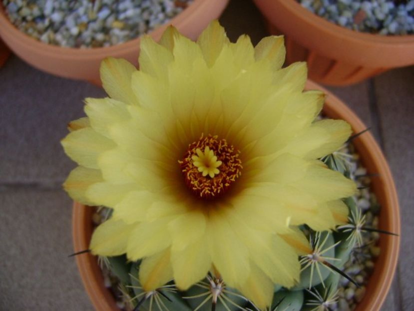 Coryphanta calipensis - Cactusi 2018 continuare