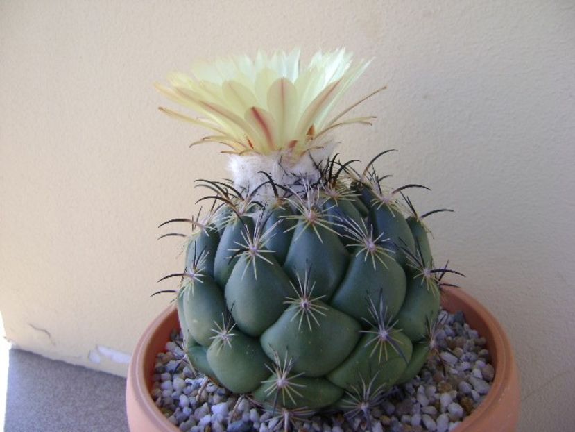 Coryphanta calipensis - Cactusi 2018 continuare