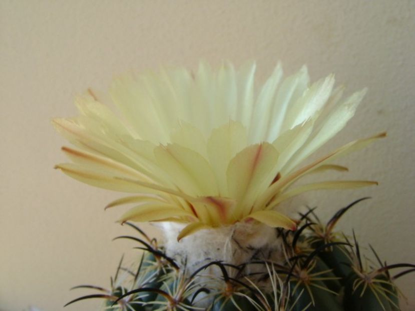 Coryphanta calipensis - Cactusi 2018 continuare
