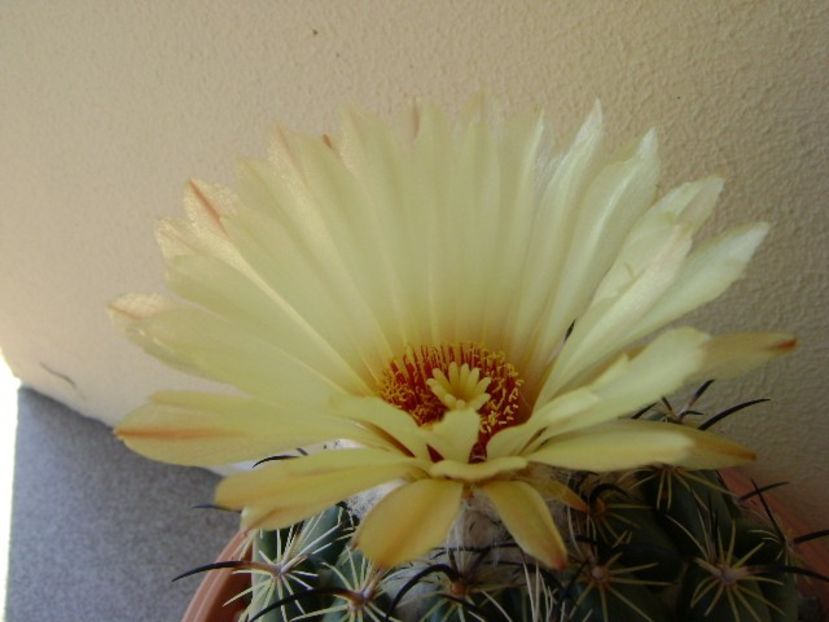 Coryphanta calipensis - Cactusi 2018 continuare
