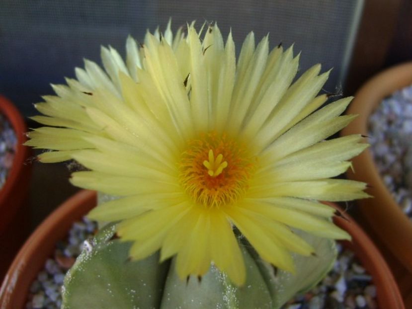 Astrophytum myriostigma - Cactusi 2018 continuare